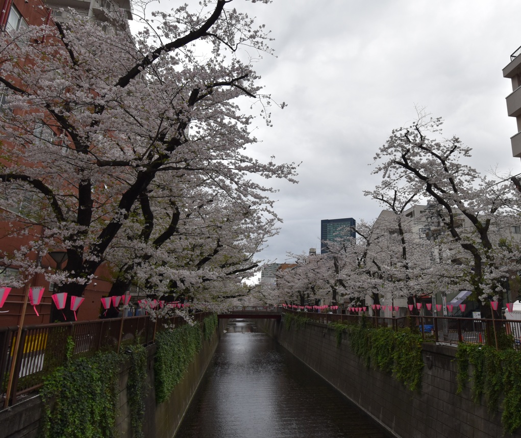 目黒川の桜
